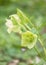 Hellebore flower in the blurry background