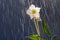 Hellebore flower helleborus orientalis on the background of ra