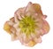 Hellebore flower isolated