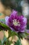 Hellebore hybrids or black hellebore Double Crown Rose
