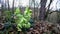 Hellebore, medieval medicinal plant with flower in spring in Germany