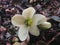 Hellebore Plant Blossoming in Spring in Garden.