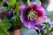 Hellebore purple bloom in garden in spring Bokeh background