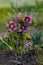 Hellebore purple flower Double Ellen Red