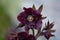 Hellebore purple flower Double Ellen Red