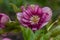 Hellebore purple pink flower Double Ellen Picotee