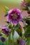 Hellebore purple pink flower Double Ellen Pink Spotted with stains on the petal