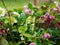 Hellebore shrub growing and blooming at spring. Blurred garden background