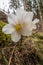 Hellebores close up outside