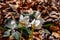 Hellebores growing in the forest