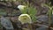 Hellebores helleborus argutifolius in flower.