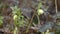 Hellebores helleborus argutifolius in flower.