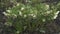 Hellebores helleborus argutifolius in flower.