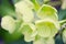 Hellebores (helleborus argutifolius) in flower. springtime