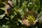 Hellebores - Helleborus purpurascens