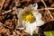 Hellebores plant close up shoot