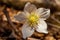 Hellebores plant close up shootHellebores growing in the forest, macro