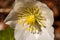 Hellebores plant, macro shoot