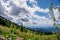 Helleboris, Indian Paint Brush, Mountain Aster and other Alpine Flowers