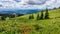 Helleboris, Indian Paint Brush and other Wild Flowers in the High Alpine