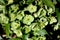 Helleborus argutifolius, holly-leaved hellebore, Corsican hellebore