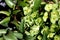 Helleborus argutifolius, holly-leaved hellebore, Corsican hellebore