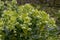Helleborus argutifolius holly leaved helleobore flowers in spring garden