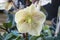 Helleborus x ballardiae `Cinnamon Snow`