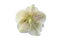 Helleborus x ballardiae `Cinnamon Snow`