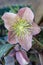 Helleborus x ballardiae `Merlin` Spring Promise