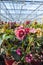 Helleborus or Christmas rose, wither flowering garden plant, cu