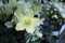 Helleborus Christmas white rose closeup