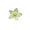 Helleborus Christmas white rose closeup isolated