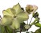 helleborus close up flower