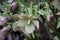 Helleborus close-up. Unusual color green hellebore in the flower bed after rain close-up