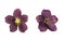 Helleborus double ellen bloom. Hellebore grows in the garden. Hellebore Double Ellen Purple