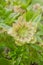 Helleborus double flower