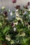 Helleborus flower called Hybrid Lenten rose - gardening time