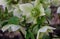 The Helleborus flower is green in the garden in spring
