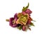 Helleborus flowers
