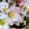 Helleborus flowers in a square.