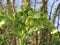 Helleborus foetidus  in bloom