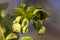 Helleborus foetidus - winter-spring evergreen flowering plant