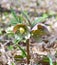 Helleborus (Helleborus odorus)