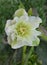 Helleborus hybridus growing in the spring garden. Christmas rose or Lenten hellebore or Snow Rose