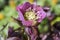 Helleborus hybridus ornamental flower in bloom, purple color, early spring flowering plant