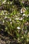 Helleborus x hybridus `White Lady Spotted`