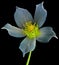 Helleborus magic flower