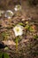 Helleborus niger, Christmas rose or black hellebore blooming in Slovenia