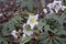 Helleborus niger with white flowers